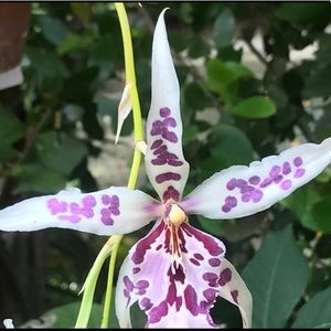 Meet your Posher, Avril